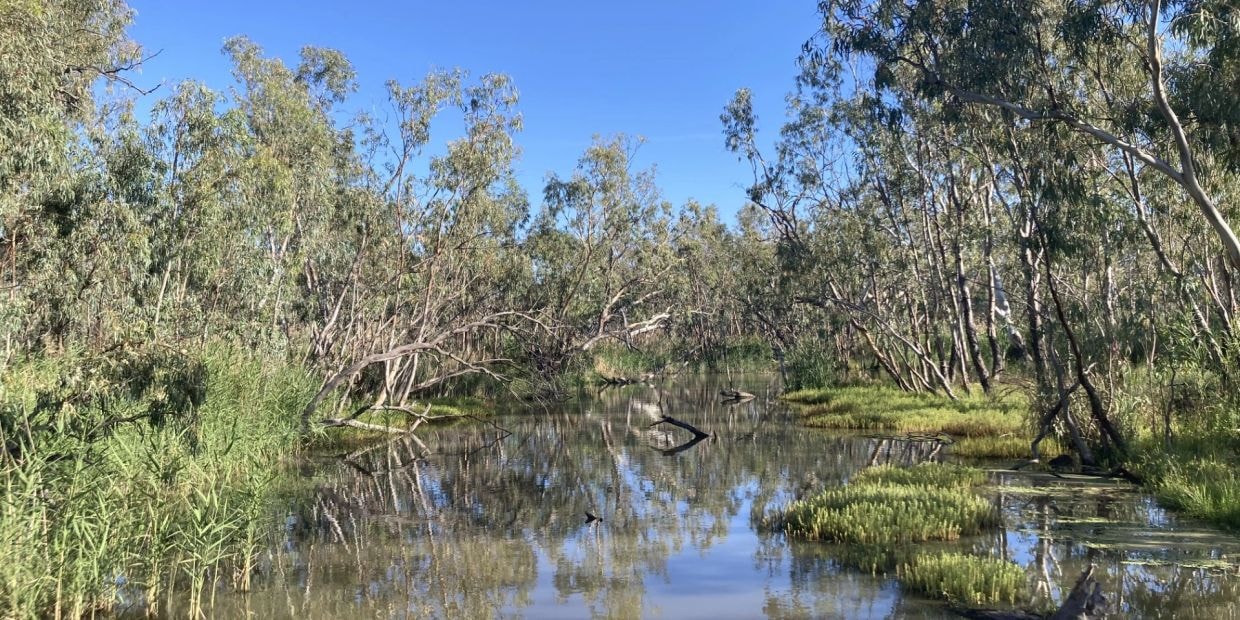 Australian wetland landscape with eucalyptus trees reflected in calm water